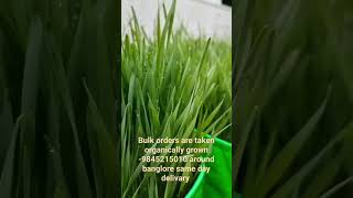 organic wheat grass grown #wheatgrass #wheatgrass #wheatgrassjuice #organic #weightloss #diabetes