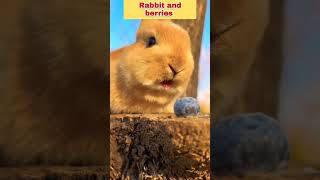 rabbit & berries #shorts #viral #ytshorts #trending #rabbit