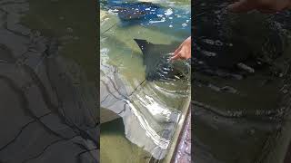 leona feeding stingrays, Seaworld, Florida