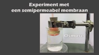 Experiment met een semipermeabel membraan / Osmose