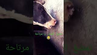 شاهد درس في برودة الاعصاب و المرعى و قلة الصنعة 😂 i have nothing to do #animal #cow #chewing