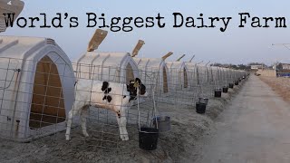 Where Is The BIGGEST #Dairy #Farm (In The World)? 1 🤔 #Shorts