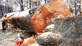 Amazing Fastest Cutting Huge Tree Skills With Chainsaw, Powerful Woodworking & Wood Crusher