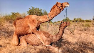 Camel Mating Attack || Camel Love Process || تزاوج الجمل || تزاوج الحيوانات