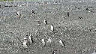 Penguin in Argentina Ushuaia /  Pingüino en Argentina Ushuaia 2020 / פינגווינים בארגנטינה. אושואיה.