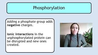 AdvH U1KA2c Phosphorylation and Dephosphorylation of Proteins