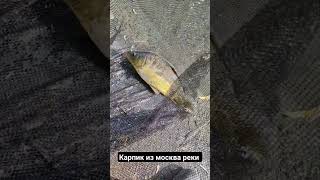 Зеркальный карп из #москварека подпишись скоро больше видео с рыбалок #карпфишинг #рыбалка