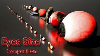 Eyes Size 3D Comparison | Who Has the Biggest Eyes?