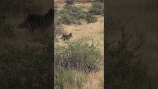 Crushing A Running Coyote! #foxpro #coyote #hunting #shorts