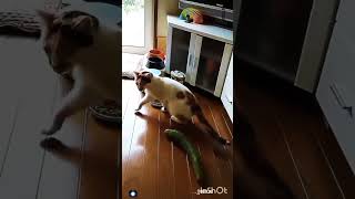 KUCING LUCU 😹 Video kucing terlucu 2022 bikin ketawa ngakak | Kucing imut #shorts