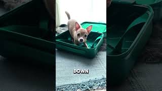 Trying to squeeze CoCo in Travel mini luggage #Starbucks ⭐️ #cocothewawa #petlover #chihuahua #dog