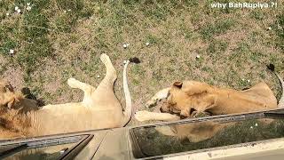 MAJESTIC LIONS in KENYA | KENYA Series: Pt. 7|#kenya #masaimara #kashmir #viral #lion #lions #safari