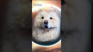 Does the sun love everyone ? #chowchow #sun #pluto #funny #memes