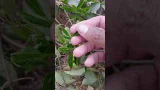 Flame Vine Flowering Season