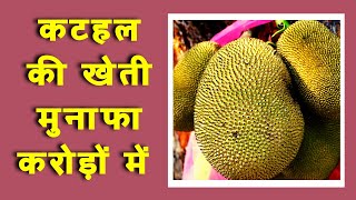 कटहल की खेती मुनाफा करोड़ों में || Jackfruit farming