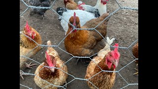 Chickens enjoy feeding on bugs and worms