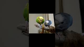 BUDGIE FUN!