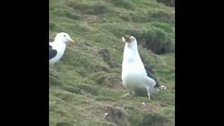 Seagull Swallows a whole Squirrel 🦅🐿️#shorts