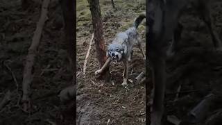 Rescuing a wolf from a hunting noose