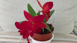 Тры прывабныя архідэі: Slc. Little Hazel, Cattleya forbesii x Cattleya luteola, Laelia sanguiloba