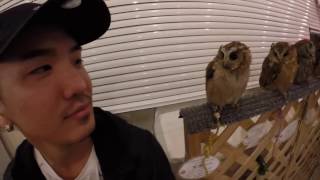 Japan Trip 2016: Ikefukurou Owl Cafe