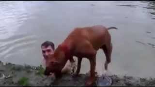 Dog saved drowning man