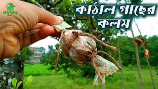 সহজে কাঁঠাল গাছে কলম /Air Layering jackfruit Tree /কাঁঠাল গাছে কলম পদ্ধতি