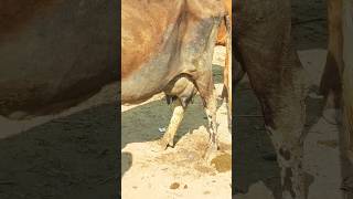 Treatment of cow - Funny Vide - Shorts Video