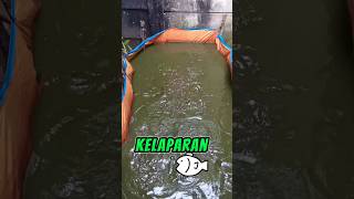 PENAMPAKAN IKAN LELE YANG SEDANG KELAPARAN DI KOLAM TERPAL !! #shortvideo #ikanlelejumbo