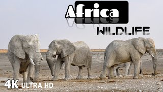 Africa Wildlife In 4K - The Life Of Animals In African Safari | Scenic Relaxation Film #africa #5