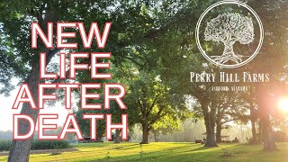 New LIFE After DEATH