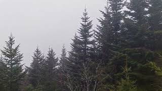 Southern Appalachian Spruce-Fir Forest Short.