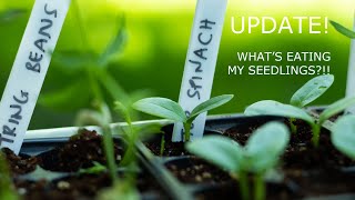 Seed start update | What's eating my seedlings? | Gardening Honor