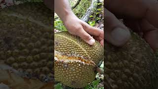 Let's cut Jackfruit #satisfying #trendingshorts #trendingvideo #viralshorts #viralvideo #shorts