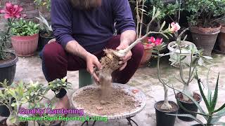 Adenium Plant Reporting & Lifting | Plastic Pot Tips for Adenium Plants