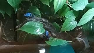 Dendrobates tinctorius azureus feeding paludarium terrarium dartfrogs