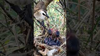 Baby Birds Accept Food