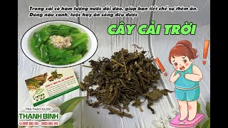 Cây Cải Trời | Địa chỉ bán cây cải trời uy tín chất lượng nhất