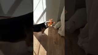 *Full Clip* | Cat and Corgi take a LIFE...