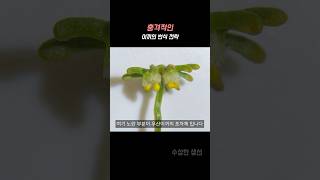 습한 곳에 이끼가 저절로 생기는 이유 ㄷㄷ