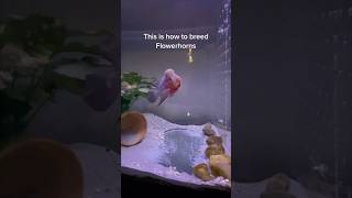 How to breed Flowerhorns  #breeding #fishfry