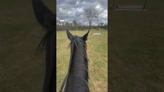 The sky was so pretty #horse #dressage #dressagerider #equestrain #riding #ponyriding #jumping