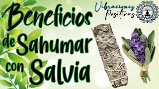 Salvia🍃 Sahumar con salvia🍃 Beneficios de sahumar con Salvia🍃 Elimina malas energías de tu hogar 🍃