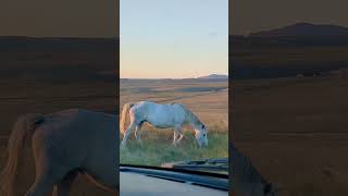 the road less traveled offers the greatest rewards. wild horses enjoying the evening sunsets#viral