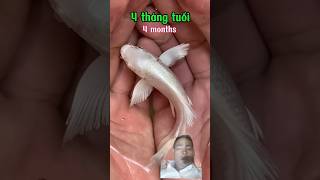 Cute baby Fish ❤️ #shorts #viral #trending #ytshorts #fish #shortvideo  #love #cute #youtubeshorts