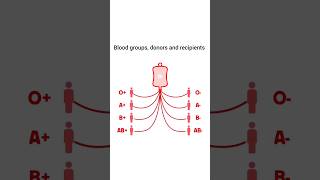 Ultimate Blood Type Compatibility Guide for Donating and Receiving Blood #biology #blooddonation