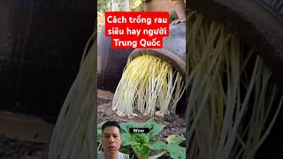 Cách trồng rau trong lu siêu hay người Trung Quốc