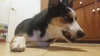 Husky Shepherd eating steak