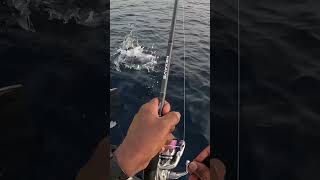 Long Tail Tuna on light setup #fishing #shorts #shortvideo