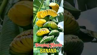 Pisang Tapak Budha - Praying Hands Banana🙏🏻 #pisang #prayinghands #shorts